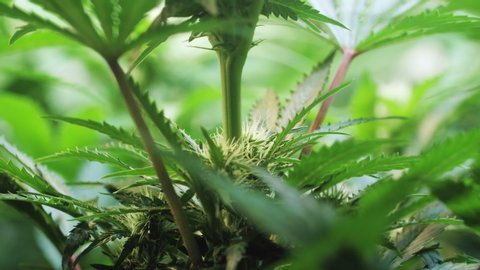 Slow motion shot of a cannabis plants growing in a grow tent during flowering stage