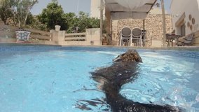 Slow motion clip of long haired dachshund swimming over to the steps of a private swimming pool