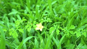 4K video of vine or liana with yellow flower on the tropical grass meadow field. The plant is Merremia hederacea (Burm. f.) Hallier f. (family name: Convolvulaceae).