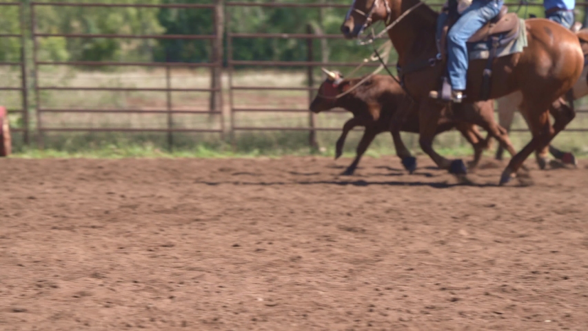 Cowboys on horseback lassoing a running calf at in a dusty arena at a country rodeo