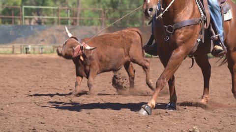 Cowboys on horseback lassoing a running calf at in a dusty arena at a country rodeo