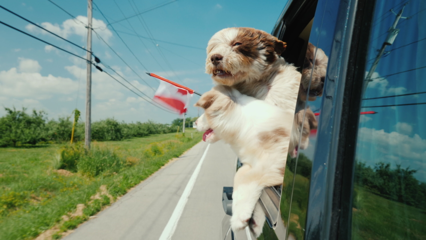 Two cute dogs with the flag of Canada look out of the car window. Road Trip Canada Royalty-Free Stock Footage #1035049952