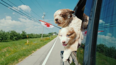 Two cute dogs with the flag of Canada look out of the car window. Road Trip Canada