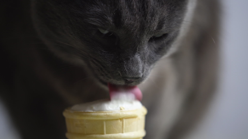cats licking ice