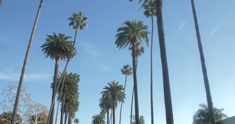 Beautiful travelling shot Los Angeles palm trees (Beverly Hills). Sunny summer day in the city of stars. Vertical pan looking up to down. 4K professional footage (steady cam), POV from a car.
