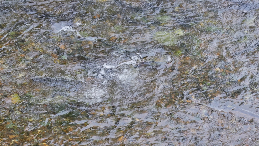 CLOSE UP Male cutthroat trout fights aggressively to fertilize eggs on river