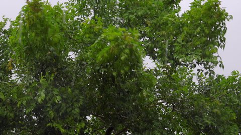 Indian cork tree  swaying  in  storm and heavy raining , 4K video.
Tree in tropical storm.
Keep fighting ,positive thinking.