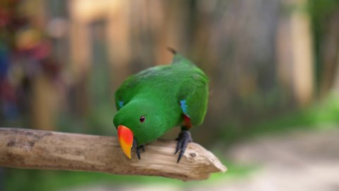 Orange beaked colorful green eclectus parrot standing on a wooden stick, looking curiously. UHD