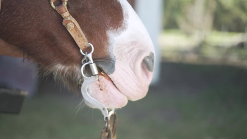Close-up of horsemouth chewing corn.