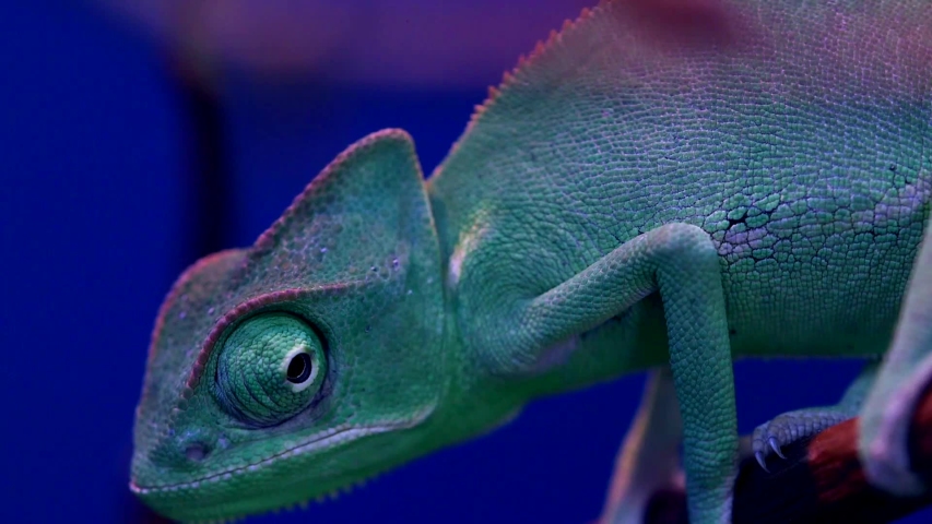 Close up of a green purple chameleon sitting on a branch observing his surrounding with his eyes going all directions with a blue background - Powered by Shutterstock - Get 15% off with code: PIKWIZARD15