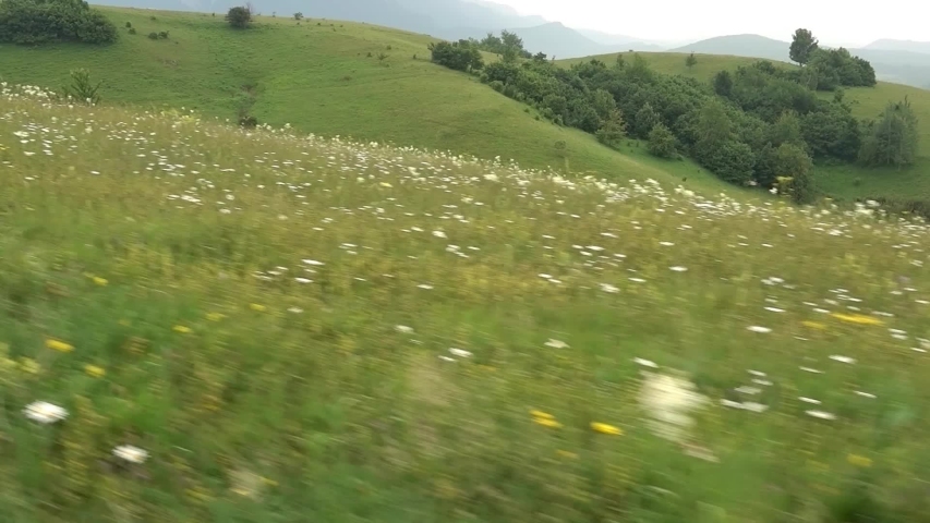 Beautiful green grass in mountains.