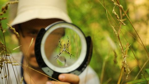 young handsome caucasian scientist entomologist examines a spider Argiope bruennichi sitting on a web in a forest with a magnifier, close-up