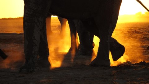 Backlit legs and trunks of four adult bull elephants. Closest elephant walks, kicks up dust lit by the setting sun, casts shadow of moving legs across the dusty, arid ground. Tails slowly swishing.