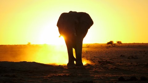 Slow motion. Two bull elephants walk toward each other aggressively in front of sunset, silhouette against arid desert landscape.