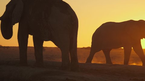 Large bull Elephant walks away from waterhole into arid landscape. Sunset pops, lens flare. Dust rises from walking feet, and from trunk as he exhales. Bird flies past background. Wide view.