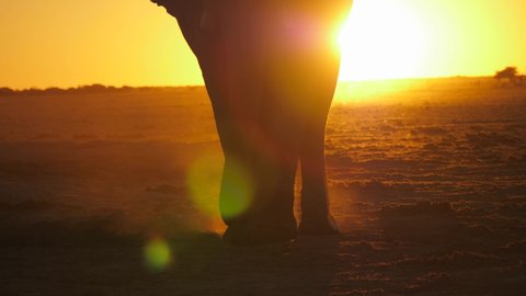 Tilt up from feet to head of bull elephant walking from empty landscape, across background of elephant standing at waterhole's edge. Close up, lens flare.