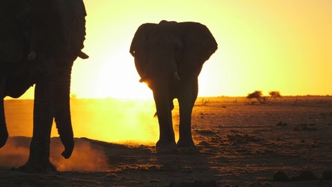 Silhouette of two bull elephants swagger toward camera, one in front of the other. Outlines converge and block the orange sunset behind, which gives backlighting to dust kicked up by feet.