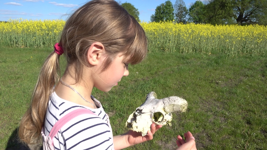 A little beautiful girl in a pink dress holds in her hands the skull of a ram against the background of a yellow rapeseed field.