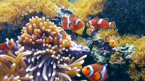 Clownfish anemonefish swimming in natural environment among coral. Depending on species, anemonefish are overall yellow, orange, or a reddish or blackish color. Cute Nemo like fish