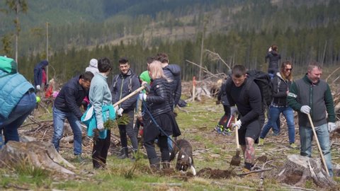 Cluj Napoca / Romania - 05 03 2019: People digging holes to plant trees on a field