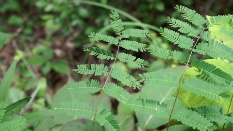 Touching a sensitive plant with finger, Mimosa pudica leaves fold up