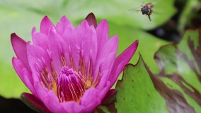 Close up and selective focus footage of purple blooming water lily flower or lotus with bee or insect are collecting pollen in the outdoor pond for illustration of the breeding of living thing.