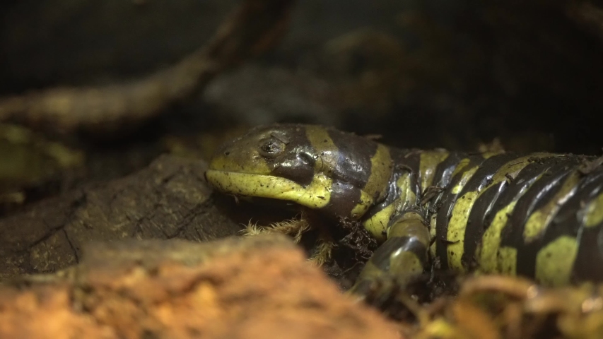 Barred Tiger Salamander Resting on Land, Close Up Head to Tail Pan