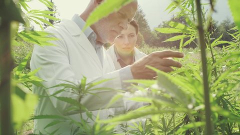 Professional researchers working in a hemp field, they are checking plants and doing a quality control, alternative medicine and cannabis sativa production concept
