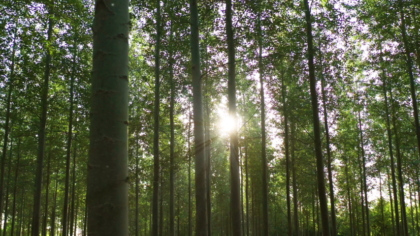 Slowly panning across a forest at sunrise on a summers day with light flickering through the branches in Oxfordshire, England | Shutterstock HD Video #1035137303