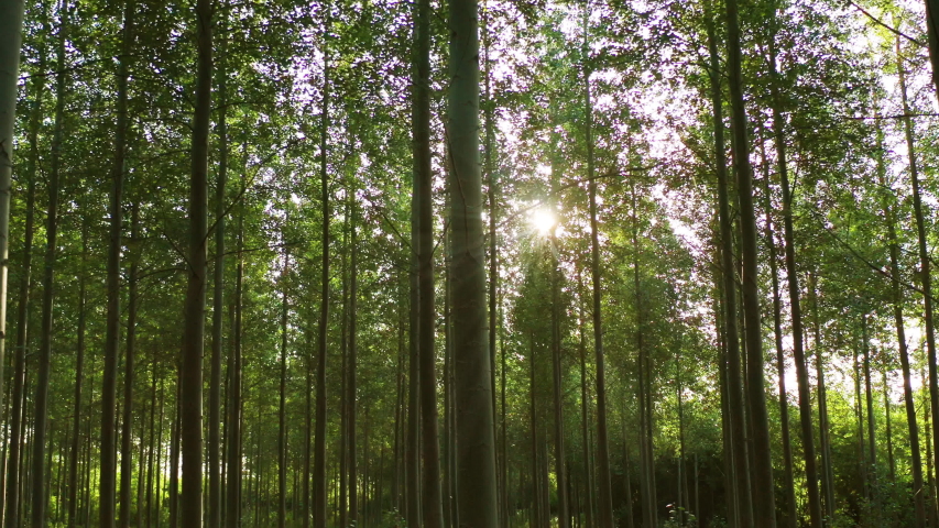Slowly panning across a forest at sunrise on a summers day with light flickering through the branches in Oxfordshire, England Royalty-Free Stock Footage #1035137306