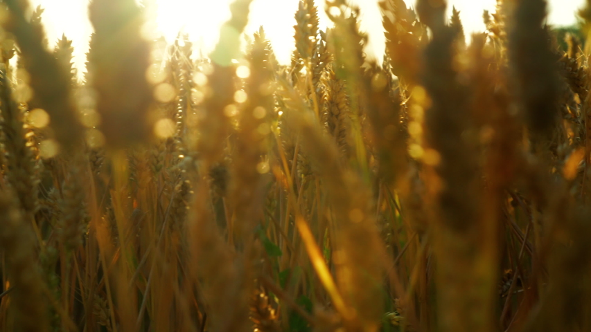 Slowly panning across a wheat field at sunrise with the light shinning through the stems. Oxfordshire, England