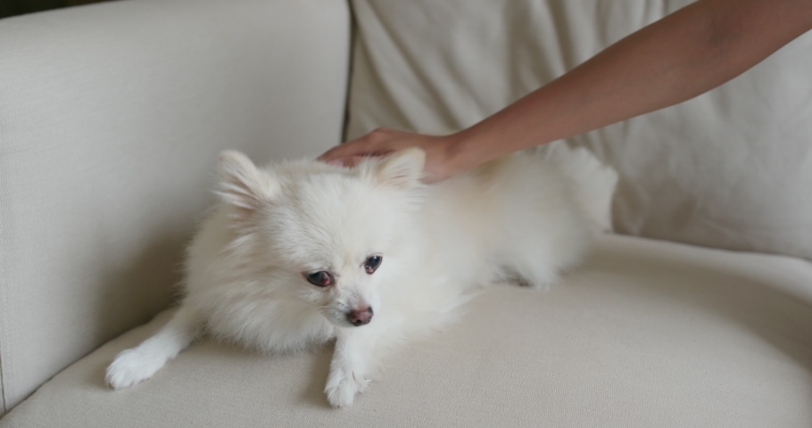 Woman cuddle on Pomeranian Dog at home