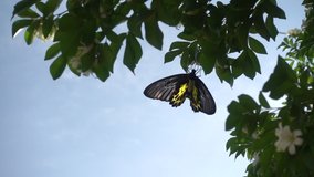 video slow motion, Butterflies fly on pollen and cloud background, 