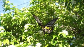 video slow motion, Butterflies fly on pollen, 