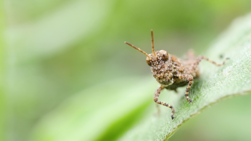 Grass bug