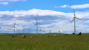 Wind farms and cattle videos on Huitengxile grassland, Inner Mongolia, China