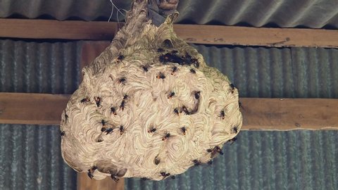 Wasps nest building on granary