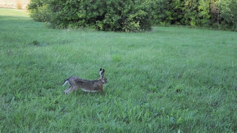 large grey hare stretches out on the lawn and runs off into the forest
