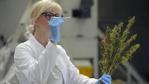 Scientist observing seeds of dry CBD hemp flowers with tweezers in factory