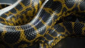 Video of breathing yellow anaconda, skin pattern