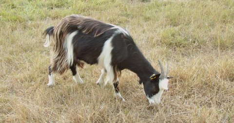 Goat eating grass in meadow
