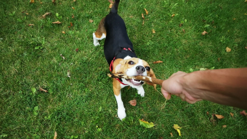 POV shot: Happy beagle dog playing with wooden stick during the evening walk. Mans best friend Royalty-Free Stock Footage #1035177485