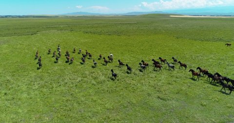 Aerial view of herd of horse running freely together on the summer grassland in ZhaoSu Xinjiang China, beautiful nature drone shoot 4k footages 