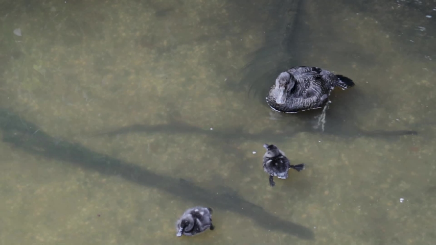 A black duck swiming in the pond with two black duckling.