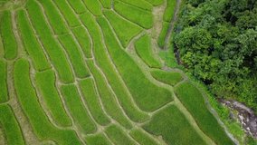 Rice field process is natural beauty. Shooting video by drone.