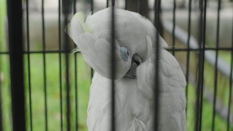 Closeup White Parrot in a Cage.