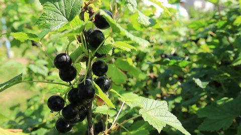 Ripe blackcurrant on the bush. Sunny weather in august
