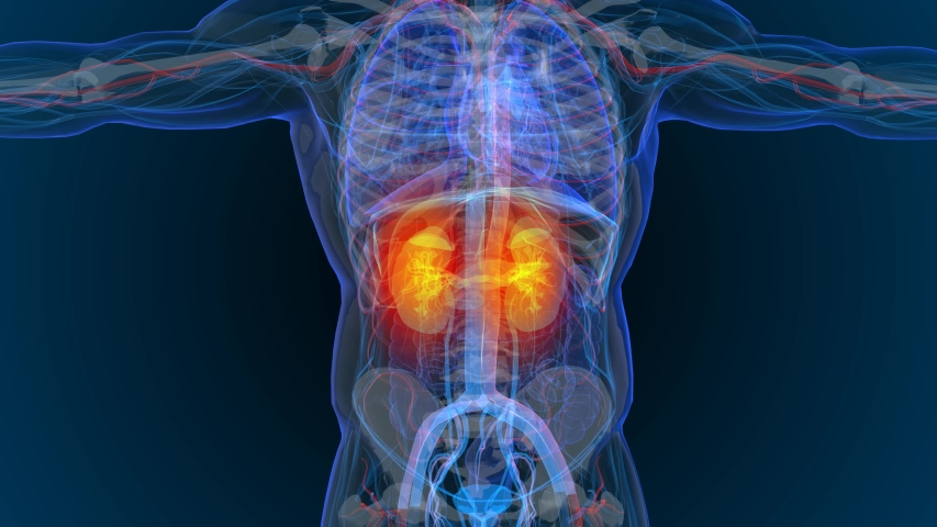 3d rendered illustration of  kidney disease 3D illustration | Shutterstock HD Video #1035195773