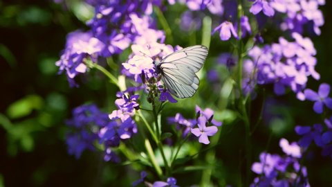White butterfly sits on blooming lilac blue flower. Cabbage butterflies on lilac blue flowers. White butterflies fly near Hesperis matronalis Dame's Rocket