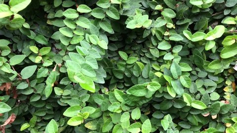 Multiple of many green leaves growth on wall, plants named Ficus pumila, or Tropical Ivy. Selective focus.